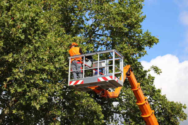 Best Tree Preservation Services  in Wading River, NY